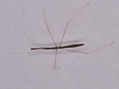 Emesaya brevipennis