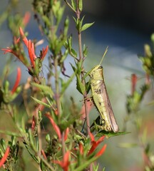 Schistocerca obscura