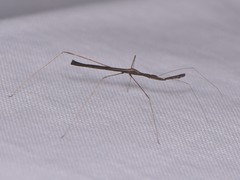 Emesaya brevipennis