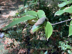 Chimonanthus praecox