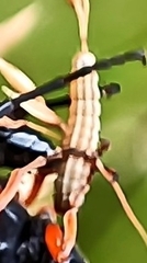 Lepidoptera