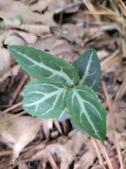 Chimaphila maculata