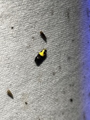 Rectiostoma xanthobasis