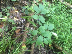 Toxicodendron vernix