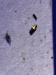 Rectiostoma xanthobasis