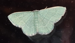 Phaiogramma etruscaria