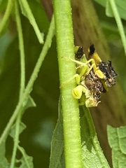 Phymata pennsylvanica