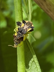 Phymata pennsylvanica