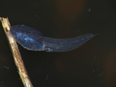 Rana