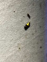 Rectiostoma xanthobasis