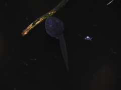 Rana