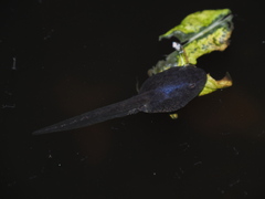 Rana