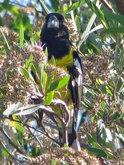 Pheucticus aureoventris