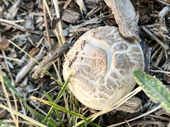 Neolentinus ponderosus