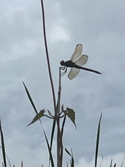 Perithemis tenera
