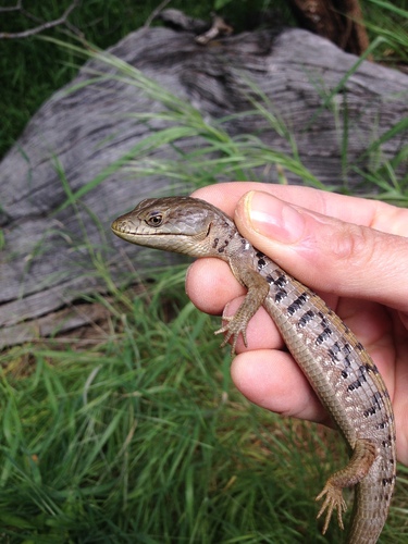 iNaturalist observation photo of Southern Alligator Lizard