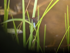 Erythrodiplax basifusca