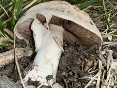 Neolentinus ponderosus