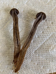 Cortinarius evernius