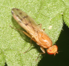 Opomyza florum