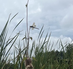 Perithemis tenera
