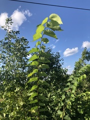 Ulmus americana