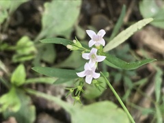 Houstonia