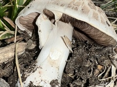 Neolentinus ponderosus