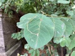 Lyonetia clerkella