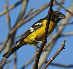 Pheucticus aureoventris