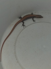 Elgaria multicarinata webbii