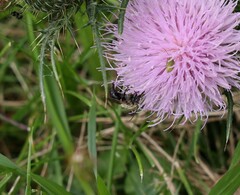 Melissodes desponsus