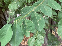 Lyonetia clerkella