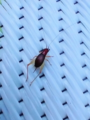 Phyllopalpus pulchellus
