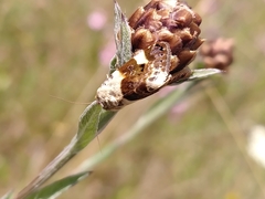 Acontia lucida