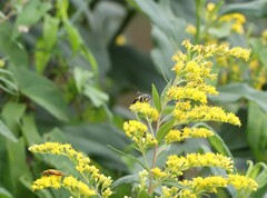 Bicyrtes quadrifasciatus