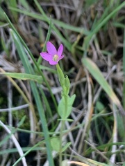Centaurium