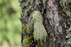 Usnea