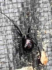 Latrodectus