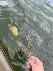 Potamogeton amplifolius