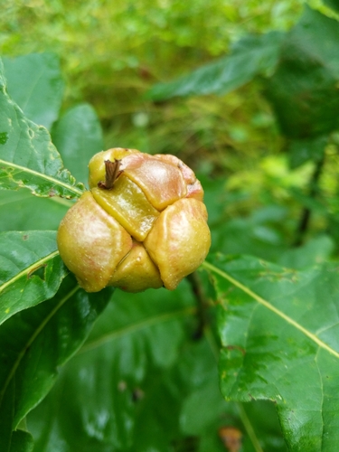 Lobed oak gall wasp photo 6