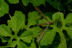 Tipulinae