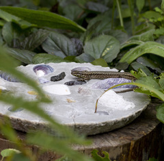 Podarcis muralis maculiventris