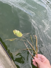 Potamogeton amplifolius