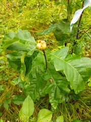 Andricus quercusstrobilanus