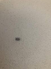 Myllocerus undecimpustulatus