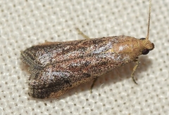 Metallostichodes nigrocyanella