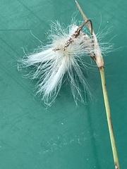 Eriophorum virginicum