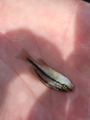 Orthopristis chrysoptera