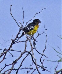 Pheucticus aureoventris